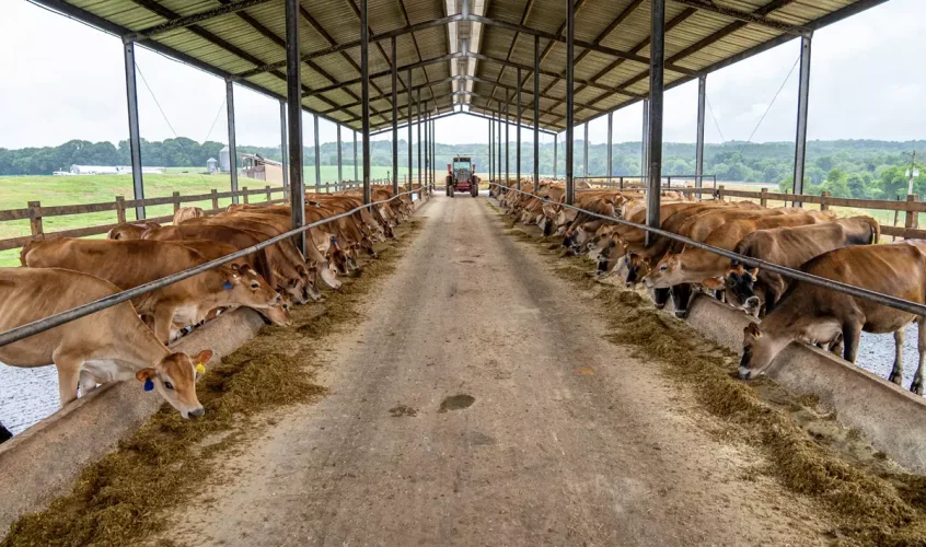 strutture-agricole-2